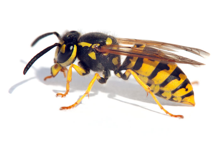 Wasp nest removal Hampshire